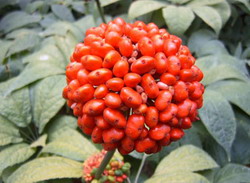Hoa tam thất 1 Hoa tam thất 1