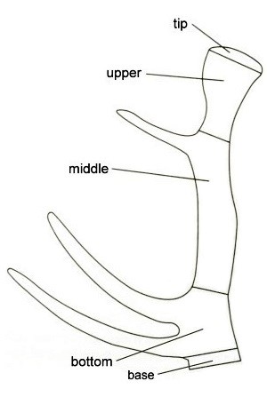 Cấu tạo sừng hươu 1
