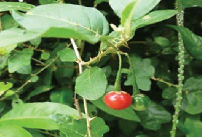 Cà gai leo - Cách dùng trong bài thuốc mát gan, giải độc gan 1