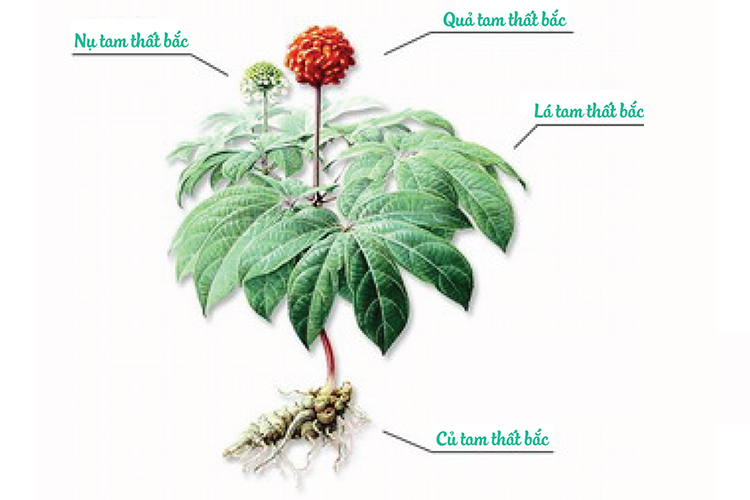 Tam thất bắc cây thuốc quý 1 Tam thất bắc cây thuốc quý 1