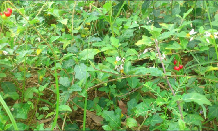 Giải cứu gan nhiễm độc nặng bằng cách dùng cà gai leo 1 Giải cứu gan nhiễm độc nặng bằng cách dùng cà gai leo 1