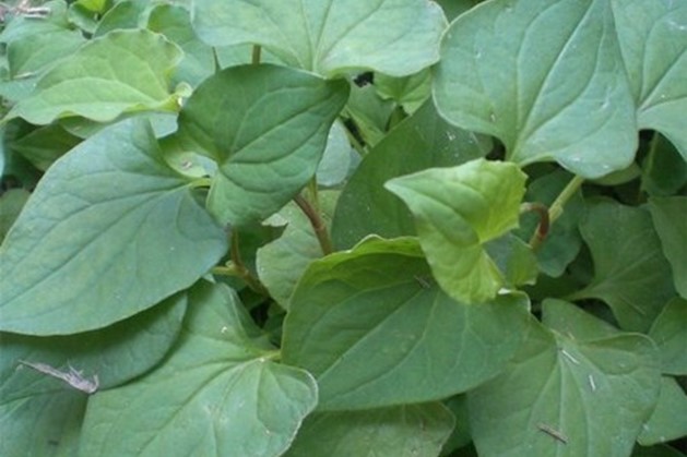 3.1 Cách chữa lòi dom bằng rau diếp cá 1 3.1 Cách chữa lòi dom bằng rau diếp cá 1