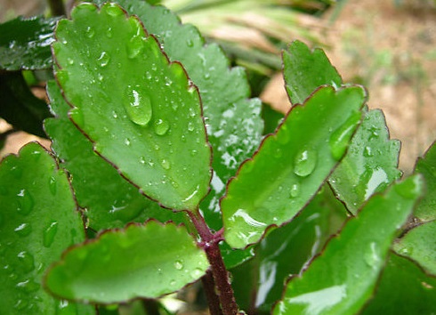 3.3 Chữa bệnh lòi dom bằng cây lá bỏng 1 3.3 Chữa bệnh lòi dom bằng cây lá bỏng 1