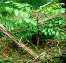 Hướng dẫn trồng dược liệu mật nhân 1 Hướng dẫn trồng dược liệu mật nhân 1