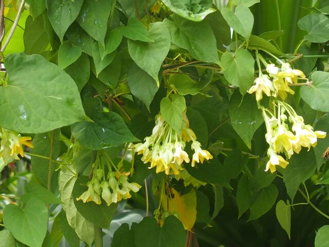 3.2 Chữa bệnh lòi dom bằng cây hoa thiên lý 1 3.2 Chữa bệnh lòi dom bằng cây hoa thiên lý 1