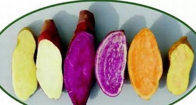 Khoai lang 1 Khoai lang 1