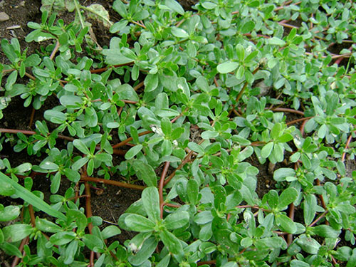 Uống nước rau sam tươi trị đi cầu ra máu 1 Uống nước rau sam tươi trị đi cầu ra máu 1