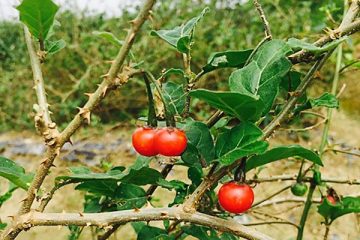 Cà gai leo công dụng chữa bệnh gan? Cà gai leo công dụng chữa bệnh gan?