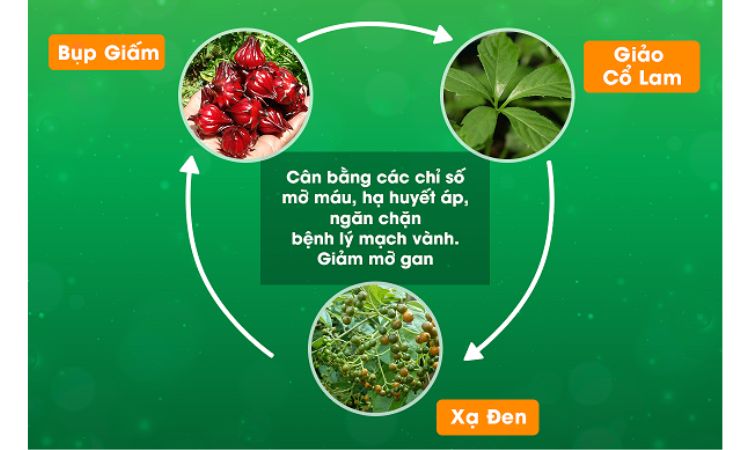 Fremo giúp hỗ trợ điều trị mỡ máu cao an toàn, hiệu quả 1 Fremo giúp hỗ trợ điều trị mỡ máu cao an toàn, hiệu quả 1