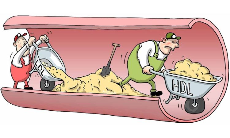 CHOLESTEROL và bệnh mất trí nhớ 2 CHOLESTEROL và bệnh mất trí nhớ 2