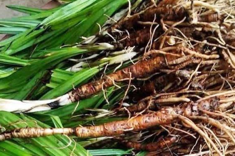 2. Khoa học giải mã về bảo bối phòng the cho các quý ông 2