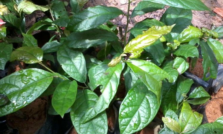 Công trình nghiên cứu về cây xạ đen 1