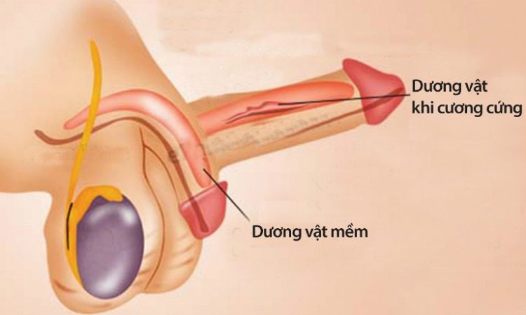 Dương vật khó cương là bệnh gì? 1