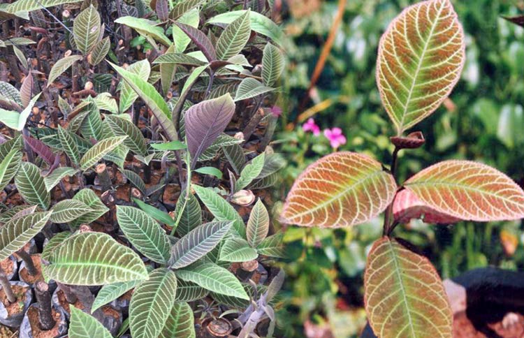 Cách chữa viêm loét dạ dày tại nhà 1