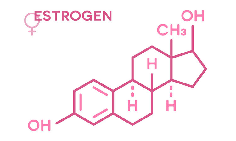 Vai trò của estrogen 1
